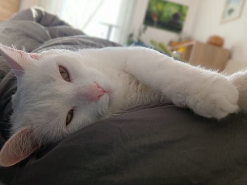 Hvit katt som sover utstrakt på en grågrønn Wove-dyne